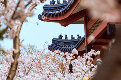 江苏无锡太湖鼋头渚风景区樱花盛开