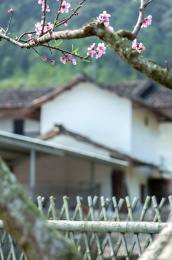 郊外的农村里盛开的桃花树
