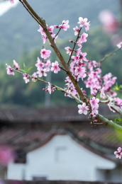 郊外的农村里盛开的桃花树