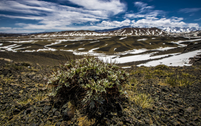 中国新疆乌鲁木齐戈壁上的一颗梭梭柴.