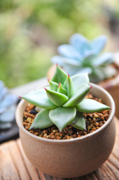 阳台上花盆里种植的多肉植物乌木黑檀汁