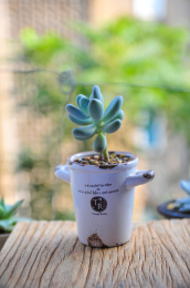 阳台上花盆里种植的多肉植物