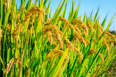 亚洲种植园里成熟的水稻近景特写