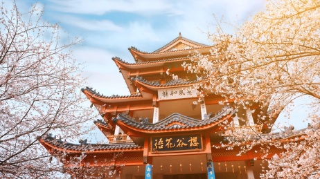 江苏无锡太湖鼋头渚樱花