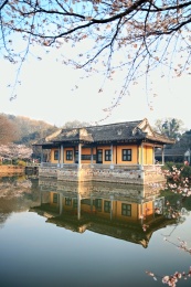江苏无锡太湖鼋头渚樱花