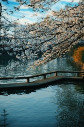 江苏无锡太湖鼋头渚樱花