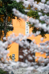 江苏南京白色花朵掩映的黄色外墙部分建筑