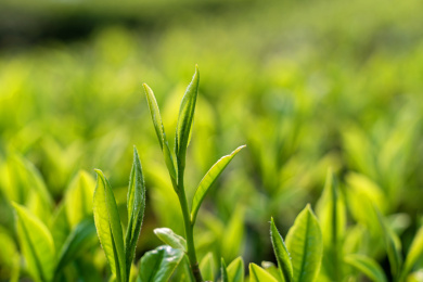 春天的茶叶