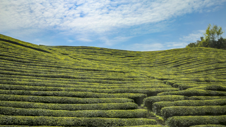 安徽旌德三溪镇路西村空中茶园