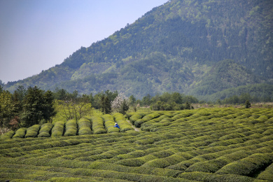 安徽旌德三溪镇路西村空中茶园