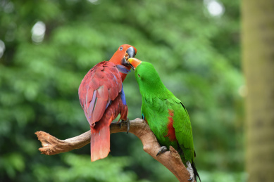 树枝上的折衷鹦鹉