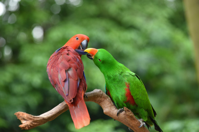 树枝上的折衷鹦鹉