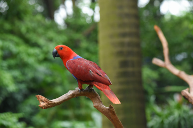 树枝上的折衷鹦鹉