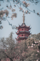 中国江苏南京古鸡鸣寺和樱花
