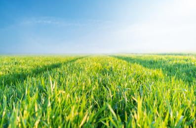 阳光下的农作物