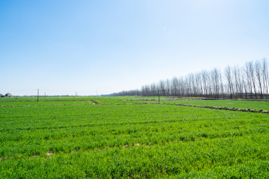 阳光下的农作物