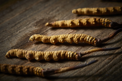 木质纹理背景上的冬虫夏草图片