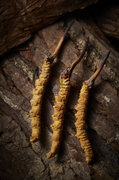 木质纹理背景上的冬虫夏草图片