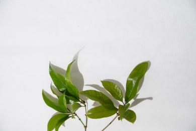 桂花树新叶