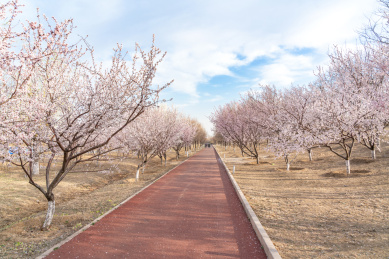桃花盛开的公园健身步道