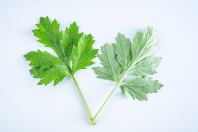 白背景上的新鲜绿色艾灸艾叶