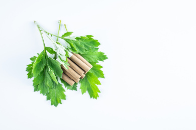 白背景上的新鲜绿色艾灸艾叶和艾条