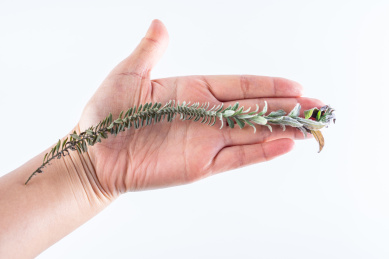 手捧一根新鲜中草药沙氏鹿茸草