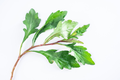 春天的新鲜野菜马兰头