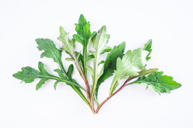 春天的新鲜野菜马兰头