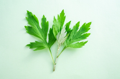 新鲜绿色艾灸嫩艾叶