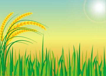 阳光下的金色稻田