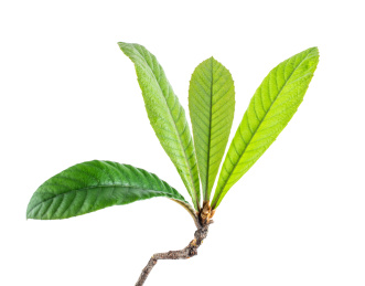 白背景上的枇杷树叶