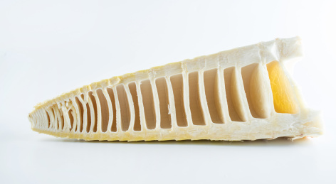 白背景上剥皮的新鲜竹笋