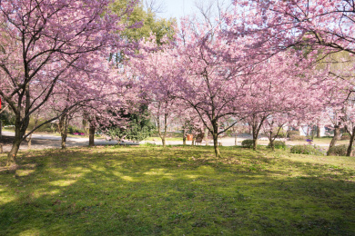 粉红色的樱花在春季盛开