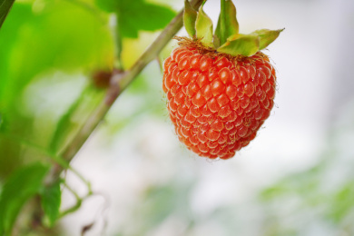 掌叶覆盆子 覆盆子