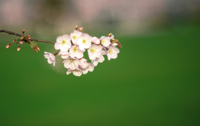 春天粉色樱花