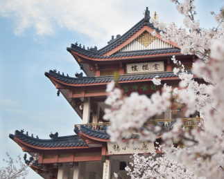 春天无锡鼋头渚赏樱楼樱花盛开