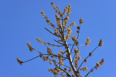 三月公园里的复叶槭