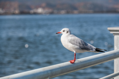 在冬日阳光下静静站立的美丽的红嘴鸥