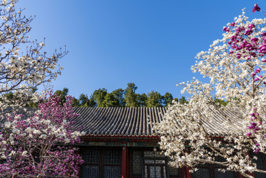 春天北京颐和园乐寿堂玉兰花开