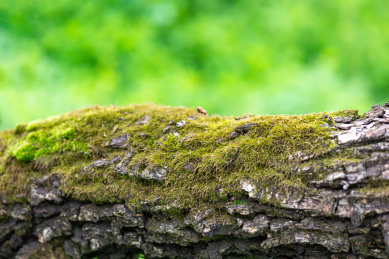 树木表皮的特写
