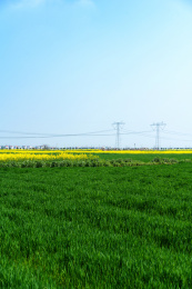 阳光下的农作物