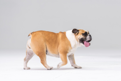 来回走动的斗牛犬