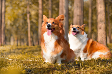 两只柯基犬吐舌头笑着坐在树林里