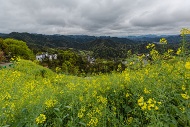安徽省黄山市歙县石潭村油菜花