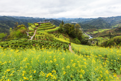 安徽省黄山市歙县石潭村油菜花
