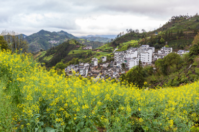 安徽省黄山市歙县石潭村油菜花