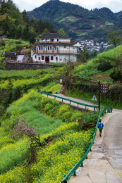安徽省黄山市歙县石潭村油菜花