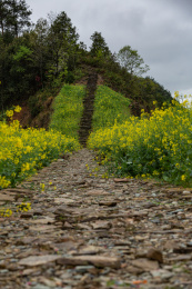 安徽省黄山市歙县石潭村油菜花