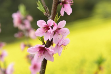 农村桃花盛开